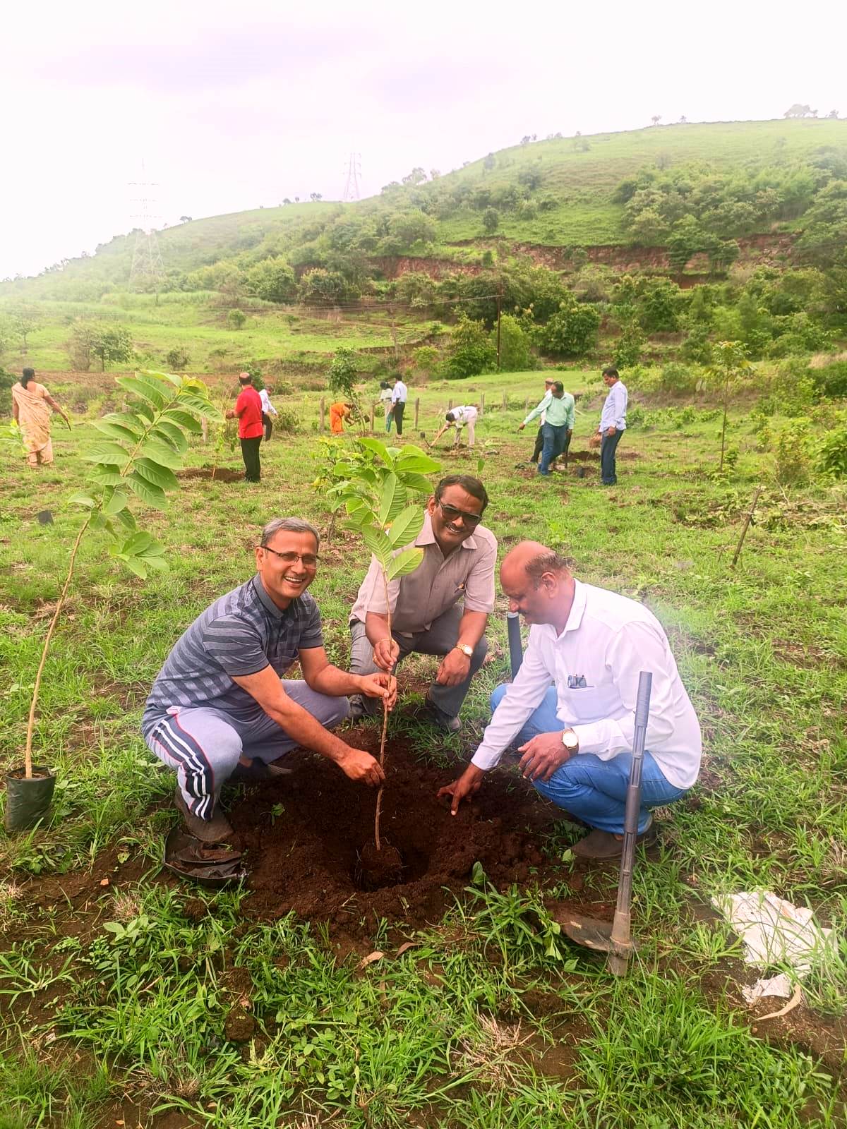 Tree Plantation 2024